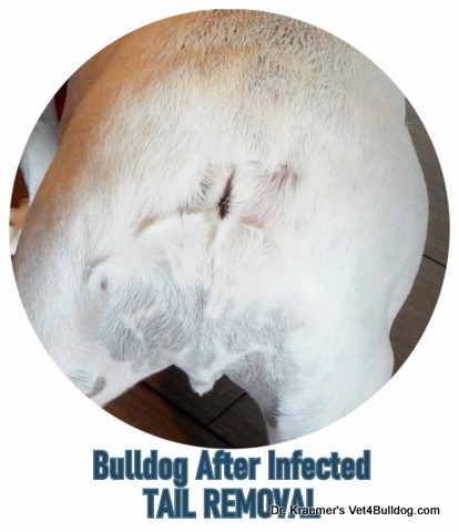 Bulldog Tail After Removal (Amputation)