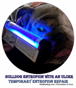 Bulldog corneal ulcer due to entropion florescent test