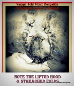 Bulldog Vaginal Skin Fold Dermatitis Vaginoplasty surgical repair
