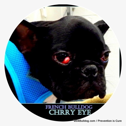 French Bulldog cherry Eye French bulldog