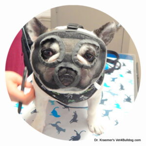 Fr. bulldog anal gland impaction