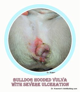 French Bulldog ulcerative hooded vulva