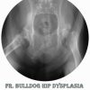 X-ray shows bulldog hip dysplasia; text: "FR. Bulldog Hip Dysplasia.  / Prevention is Cure."
