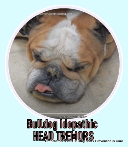 Head Tremors in Bulldog and French Bulldogs