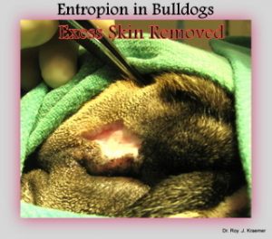 Entropion surgery on a bulldog by Dr. Kraemer (repairing top eyelid)