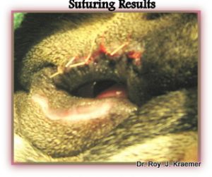 Entropion inverted eyelid surgery on a bulldog by Dr. Kraemer (repairing bottom eyelid)
