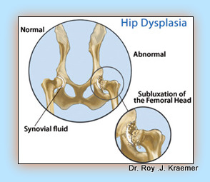 Stem Cell Therapy for Dogs and Cats: HIP DYSPLSIA