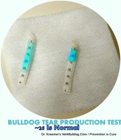 Dry Eye KCS in Bulldogs and French Bulldogs Tear Test