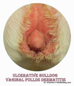 Ulcerative bulldog vaginal skinfold moist dermatitis