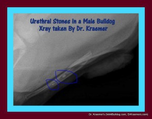 Bulldog Cystitis and Bulldog UTI urethra stones