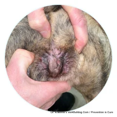 Vaginal Skinfold Dermatitis in bulldog