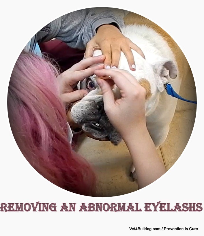 abnormal eyelash's plucking in bulldogs