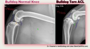 ACL in Bulldog and French Bulldog xrays normal vs tear