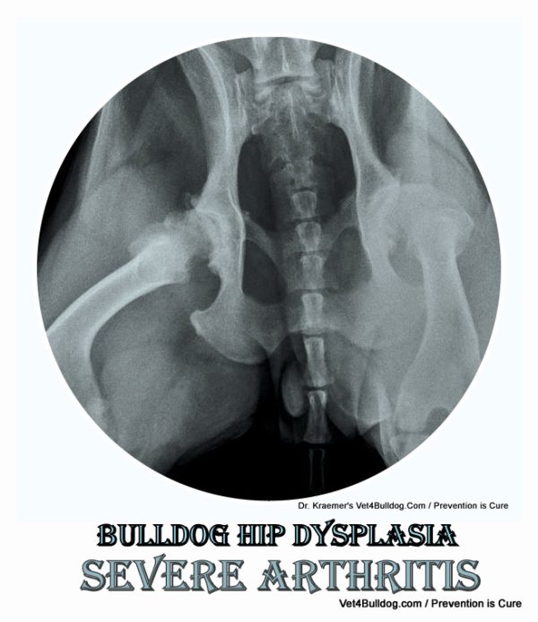 arthritis bulldog due to hip dysplasia