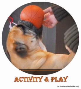 bulldog activity and physical play