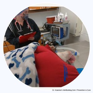 Dr. Kraemer Bulldog Anesthesia 