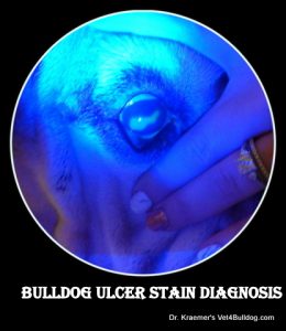 bulldog cornea ulcer staining