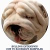 bulldog entropion due to excessive skinfolds