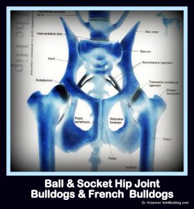 Hip Dysplasia in Bulldogs and French Bulldogs IMAGE