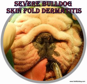 bulldog wrinkles and nose folds dermatitis