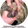 bulldog painful vaginal skin fold dermatitis