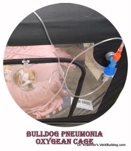 Bulldog rests in oxygen cage for pneumonia treatment, indoors.

Text: BULLDOG PNEUMONIA OXYGEN CAGE
