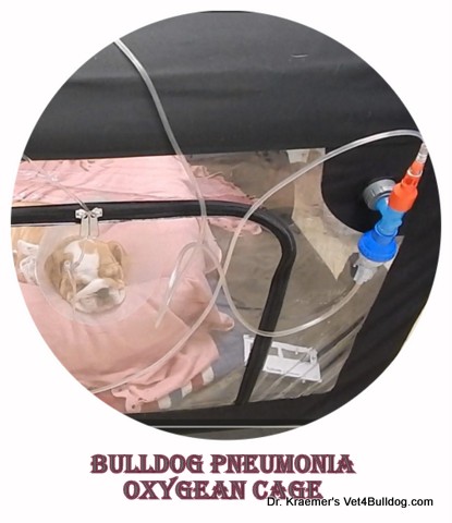 bulldog puppy Pneumonia in oxygen cage