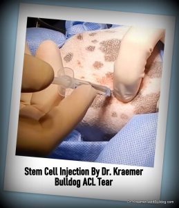 ACL TEar in Bulldog and French Bulldog Stem Cell Injection