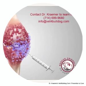 stem cell therapy for bulldogs