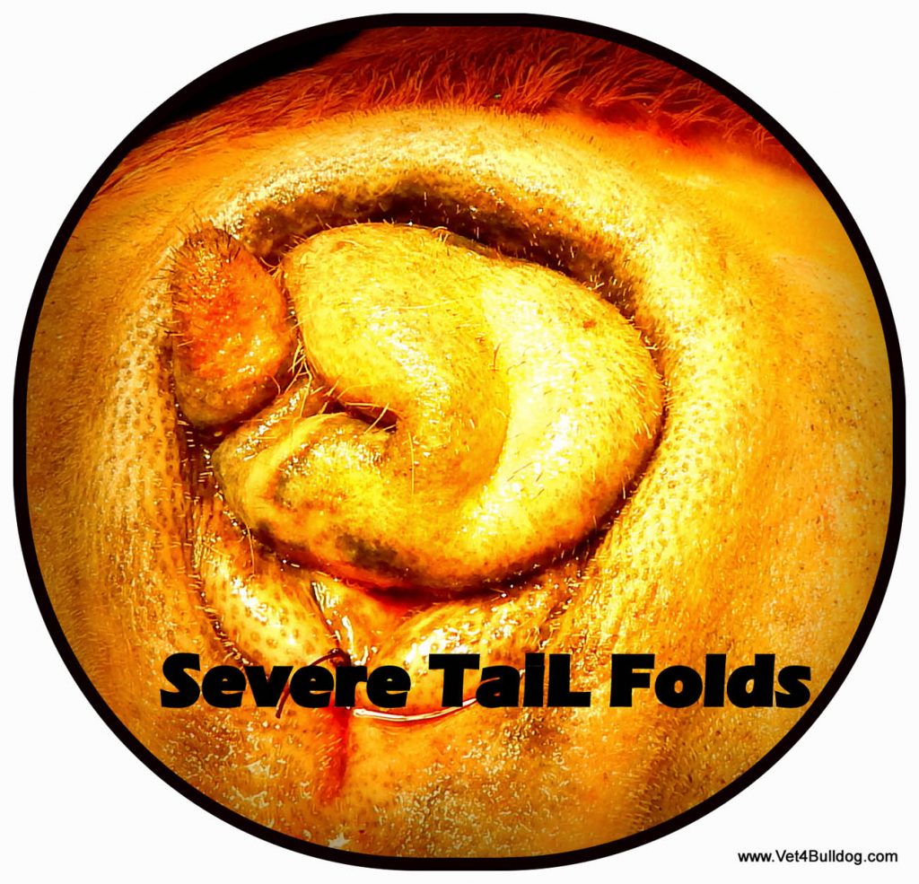 Tail Folds with Skin Fold Dermatitis in Bulldogs and French Bulldogs