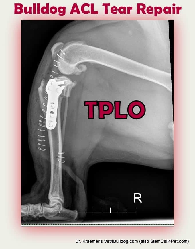 bulldog and French bulldog ACL tear