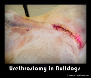 Urinary Stones in Bulldogs and French Bulldogs urethrostomy