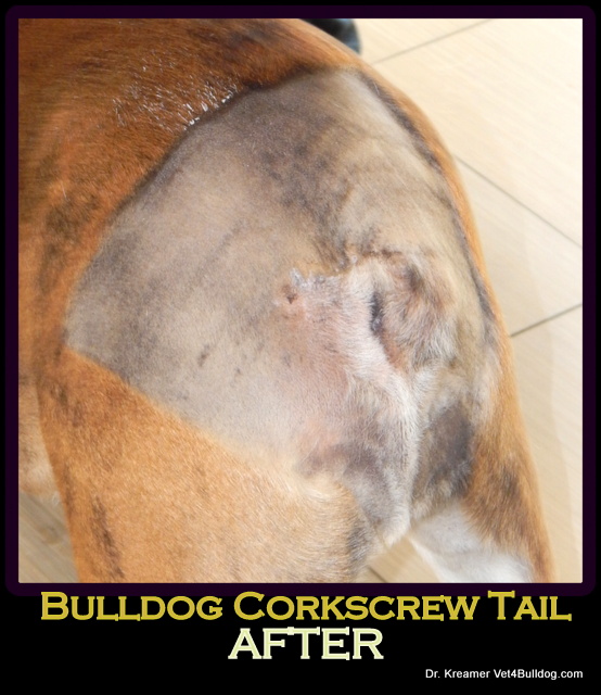 Bulldogs and French Bulldogs Infeccted Tail Pocket Infection post op