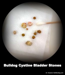 Canine 2024 urinary stones