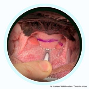 Bulldog and Fr. Bulldog Elongated Soft Palate