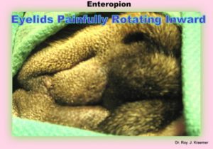 Entropion in Bulldogs and French Bulldogs Puppies