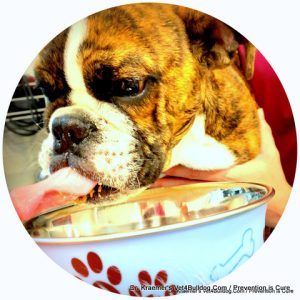 food and supplements in bulldogs