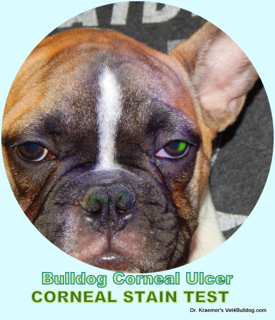 Cornea ulcers in bulldogs and French bulldogs VET4BULLDOG