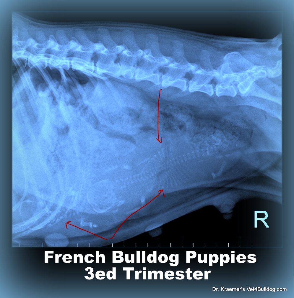 French bulldog hot sale spay surgery