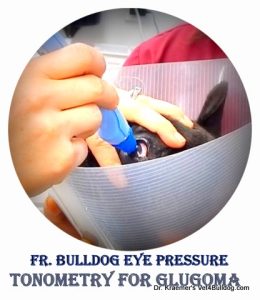 french bulldog tonometry testing for glaucoma