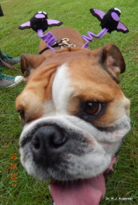 Head tremors in bulldog and France bulldogs