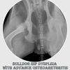 X-ray shows bulldog hip dysplasia with advanced osteoarthritis.
