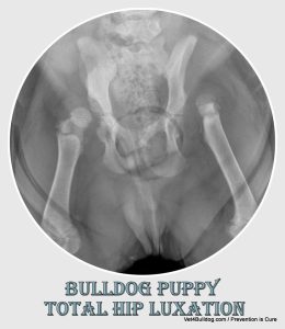 luxating dysplastic hips in a bulldog puppy