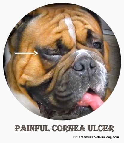 painful bulldog cornea ulcer