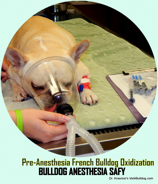 is anesthesia safe for french bulldogs?