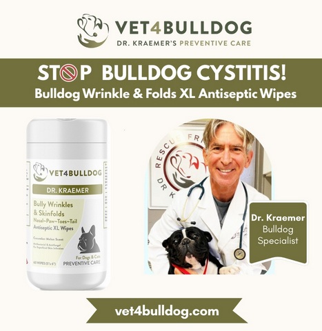 preventing bulldog UTI with antiseptic wrinkle wipes