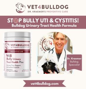 preventing bulldog cystitis and uti bully supplement