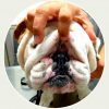 severe bulldog nose wrinkle rope infection