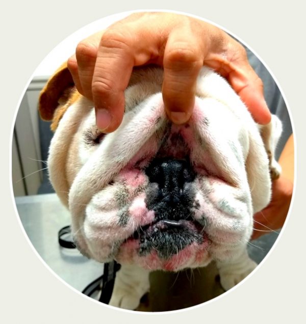 severe bulldog nose wrinkle rope infection