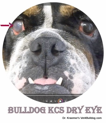 severe right bulldog KCS Dry Eye